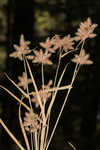 Dwarf umbrella-sedge